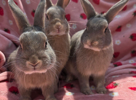 Blue fawn plush mini lop 11 weeks