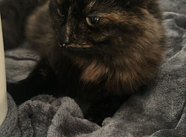 Beautiful girl