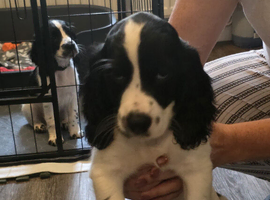 Sprocker spanel for sale