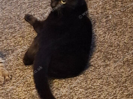 I am selling a cat.