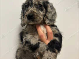 3 working cocker spaniel puppies