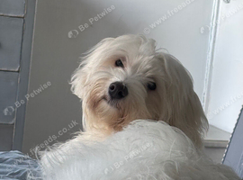 Selling Maltese