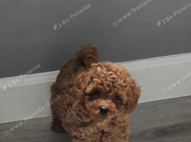 Tiny Asian toy poodle puppies