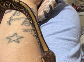 X2 royal python