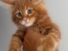 Maine coon kittens xl stunning friendly ginger girls and boys