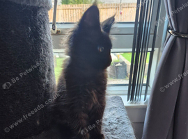 Female maine coon kitten