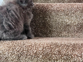 Gorgeous Fluffy & Shorthair Grey Kittens Ready for Their Forever Homes