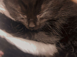 Beautiful kittens looking for new homes