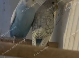 Pair of budgies