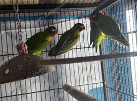 Baby lovebirds Glasgow