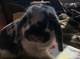 Mini lops
