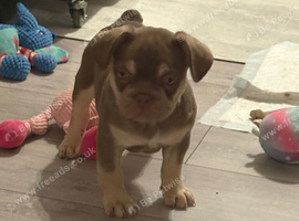 Reduced Isabella/Rojo Frenchie puppies