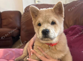 Need a forever home &pound;1200!