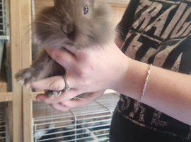 5 baby lion head for sale