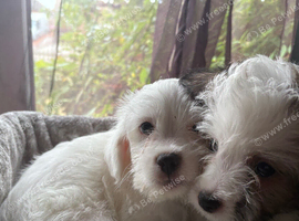 Cockapoo x
