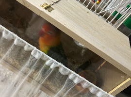 Lovebird half tamed pair