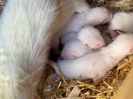 Ferrets