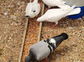 Mixed pigeons for sale healthy