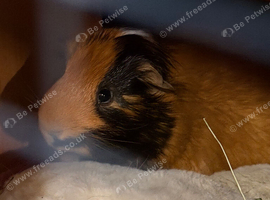 2 Adult Male Guinea Pigs