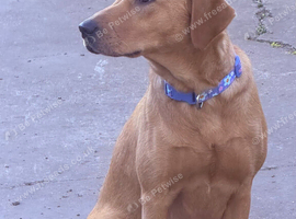 Fox red lab 1 year old