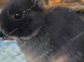 Netherlands Dwarf
