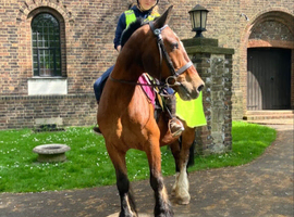 WANTED - PART LOAN/SHARED HORSE/S
