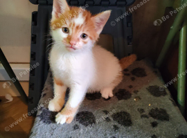 Beautiful litter of kittens looking for there forever homes