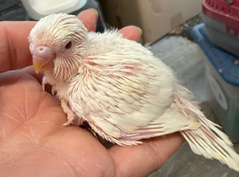 Hand Tame Budgie Chicks Ready Soon