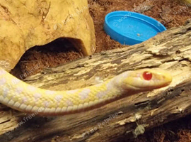2 Albino Garter Snake