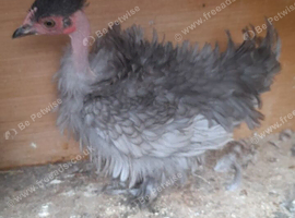 Lavender frizzle necked neck chicken