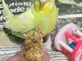1 year old Budgies for sale