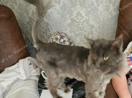 Male blue mainecoon