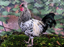Cockerel