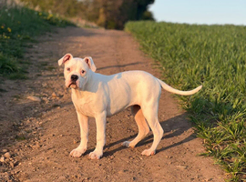 American bulldog puppy female