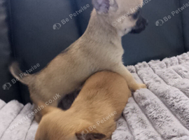 Affectionate smooth coat pups