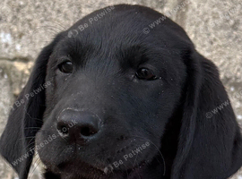 Labrador pups from working lines
