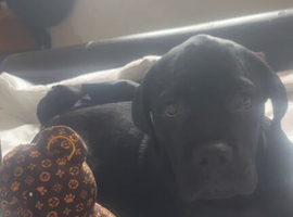 Cane corso/rotty