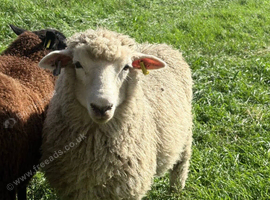 Romney ewe and wether lambs