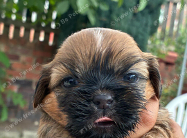 Shih Tzu puppy