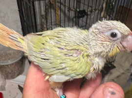 Hand reared baby green cheek conures