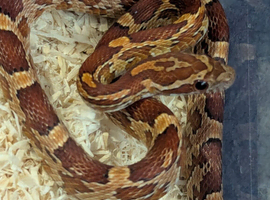 Baby corn snake with brand new setup