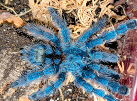Various Tarantulas for sale