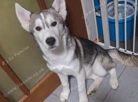 6month old pup