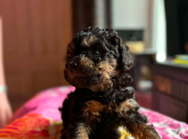 Quality DNA clear mini phantom labradoodles
