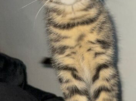 Kittens ready for new home