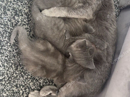 British shorthair
