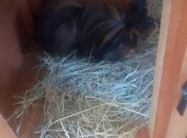Gunnia pigs