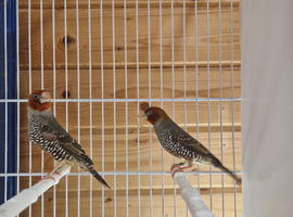 Red headed finch