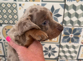 Dachshund dapple Isabella puppies