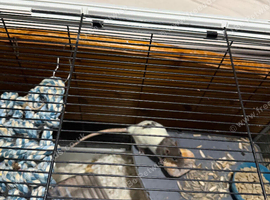 Female rats x2